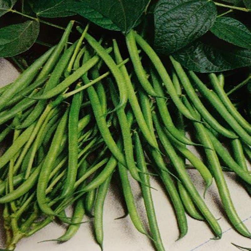 IMPORTED DWARF GREEN BEAN 30 Approx. Seeds – KBSeeds Store