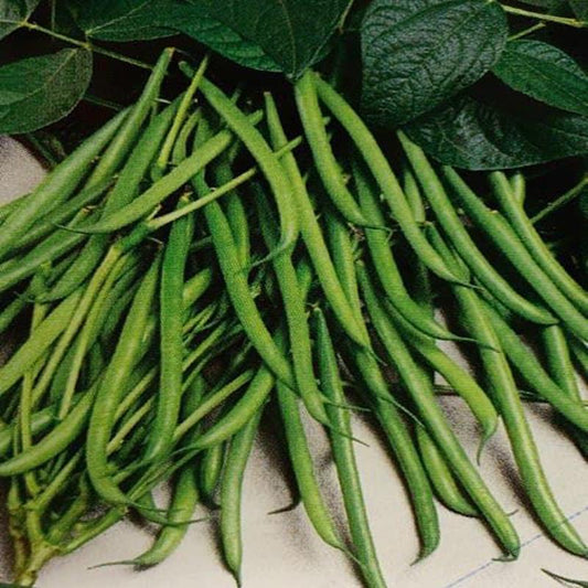 IMPORTED DWARF GREEN BEAN 30 Approx. Seeds
