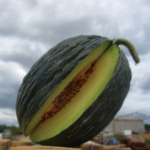 Melon Black Gram-2