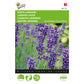 Buzzy True Lavender 001135 approx. 0.75 grams