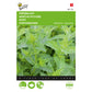 Buzzy Mint 001170 0.08G