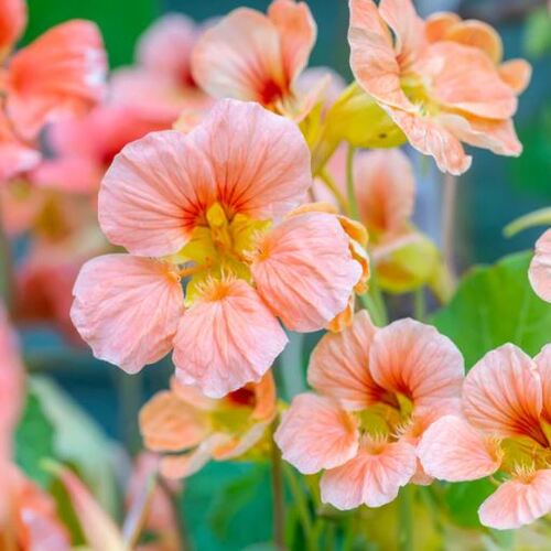 Nasturtium Salmon Baby  1gm  Approx. Seeds 8 Winter