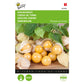 Pineapple Cherry Physalis Seeds (Cape Gooseberry) – Buy Fruit Seeds Online in Pakistan