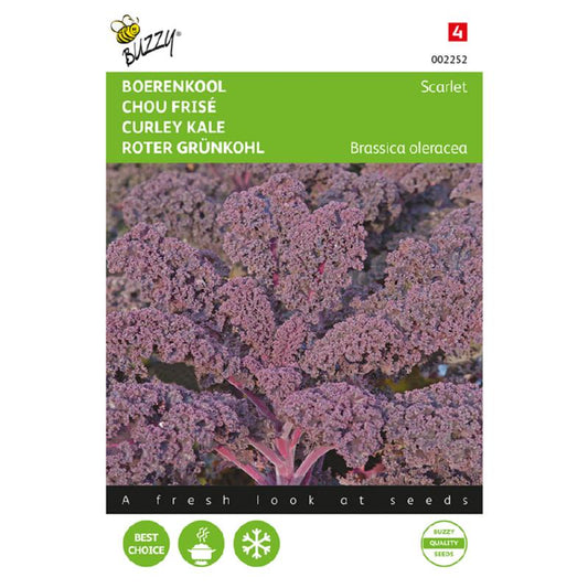 Kale Scarlet Purple 002252