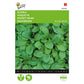 Buzzy® Rocket cultivated (Eruca sativa)