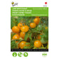 Gourmandise Cherry Tomato Seeds – Buy Tomato Seeds Online in Pakistan