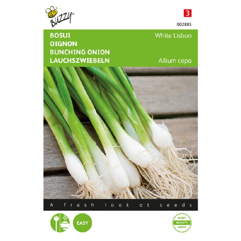 Buzzy Spring Onion White Lisbon approx. 4 grams 002885