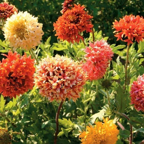 Gaillardia pulchella Lorenziana  1gm Approx. Seeds 500 Summer / Winter