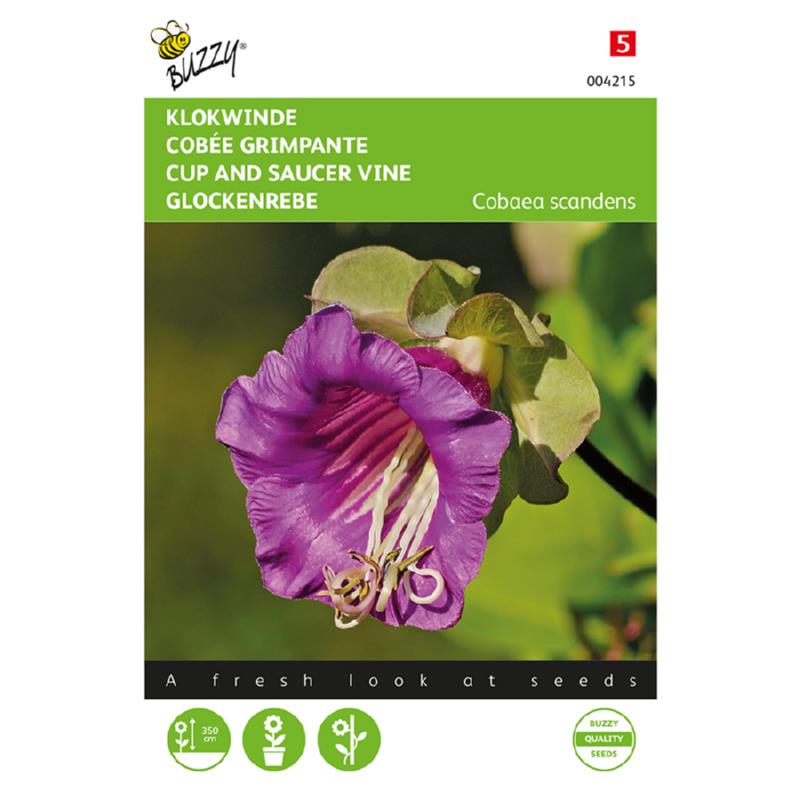 Cup And Saucer vine 004215