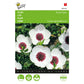 Buzzy® Linum Flax Bright Eyes