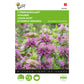 Buzzy® Monarda, Lemon Mint Bergamot 004508