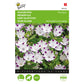 Buzzy Nemophila, Haagbloem Five spot  004522