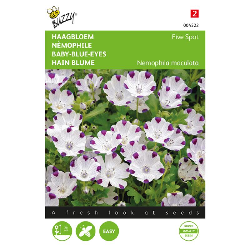 Buzzy Nemophila, Haagbloem Five spot  004522