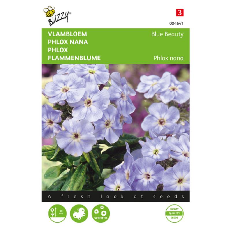 Buzzy® Phlox, Flame Flower Blue Beauty