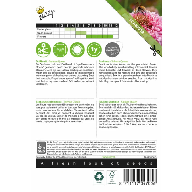 Buzzy® Scabiosa Salmon Queen