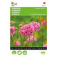 Buzzy® Scabiosa Salmon Queen