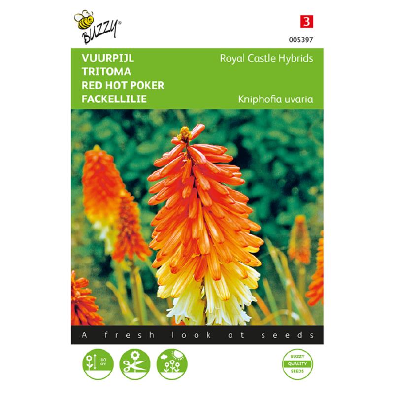 Buzzy Red Hot Poker 005397
