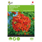 Buzzy® Lychnis Burning Love