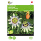 Buzzy® Passiflora, Passionflower