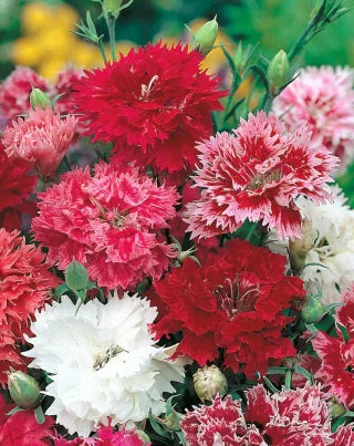 Dianthus Double Semi Dwarf Mix Seeds-450 0.5G
