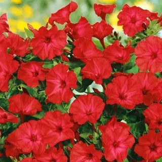 Four O’Clocks bright red 1G Approx 12 Seeds Summer