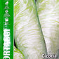Royal Chicory Bianca Di MILANO 40/3