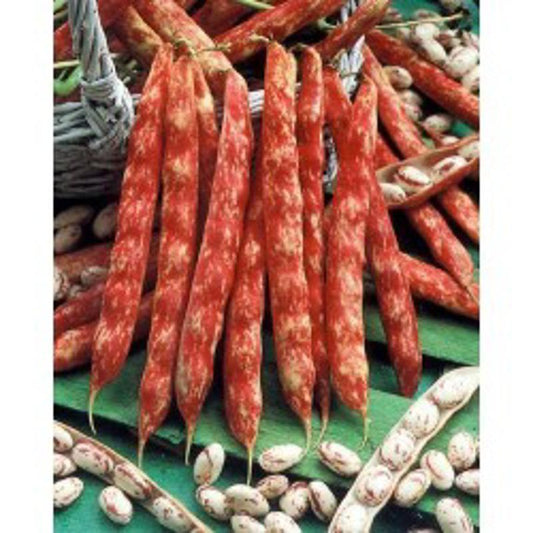 IMPORTED DWARF RED BEAN 30 Approx. Seeds