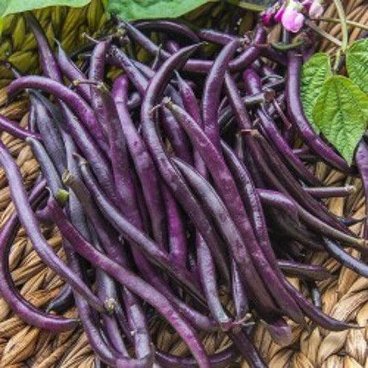 IMPORTED PURPLE BEAN 30 Approx. Seeds