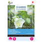 Buzzy® Climbing Flowers, Cobaea Alba White 080924