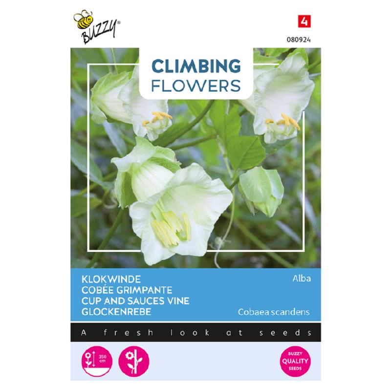 Buzzy® Climbing Flowers, Cobaea Alba White 080924