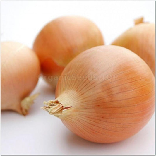 Onion Parma Approx.0.5g Seeds
