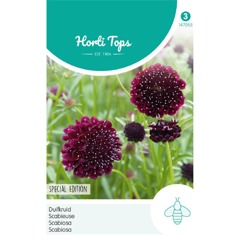 HT Scabiosa, Dove's-foot deep dark purple 147055