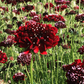 HT Scabiosa, Dove's-foot deep dark purple 147055