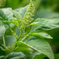 Amaranthus Tricolor Green Calaloo 1gm Approx. Seeds 1500 Summer