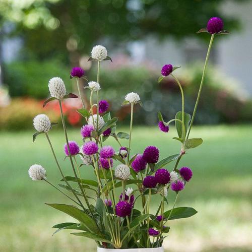 Gomphrena Mix 1gm Approx. Seeds 400 Summer