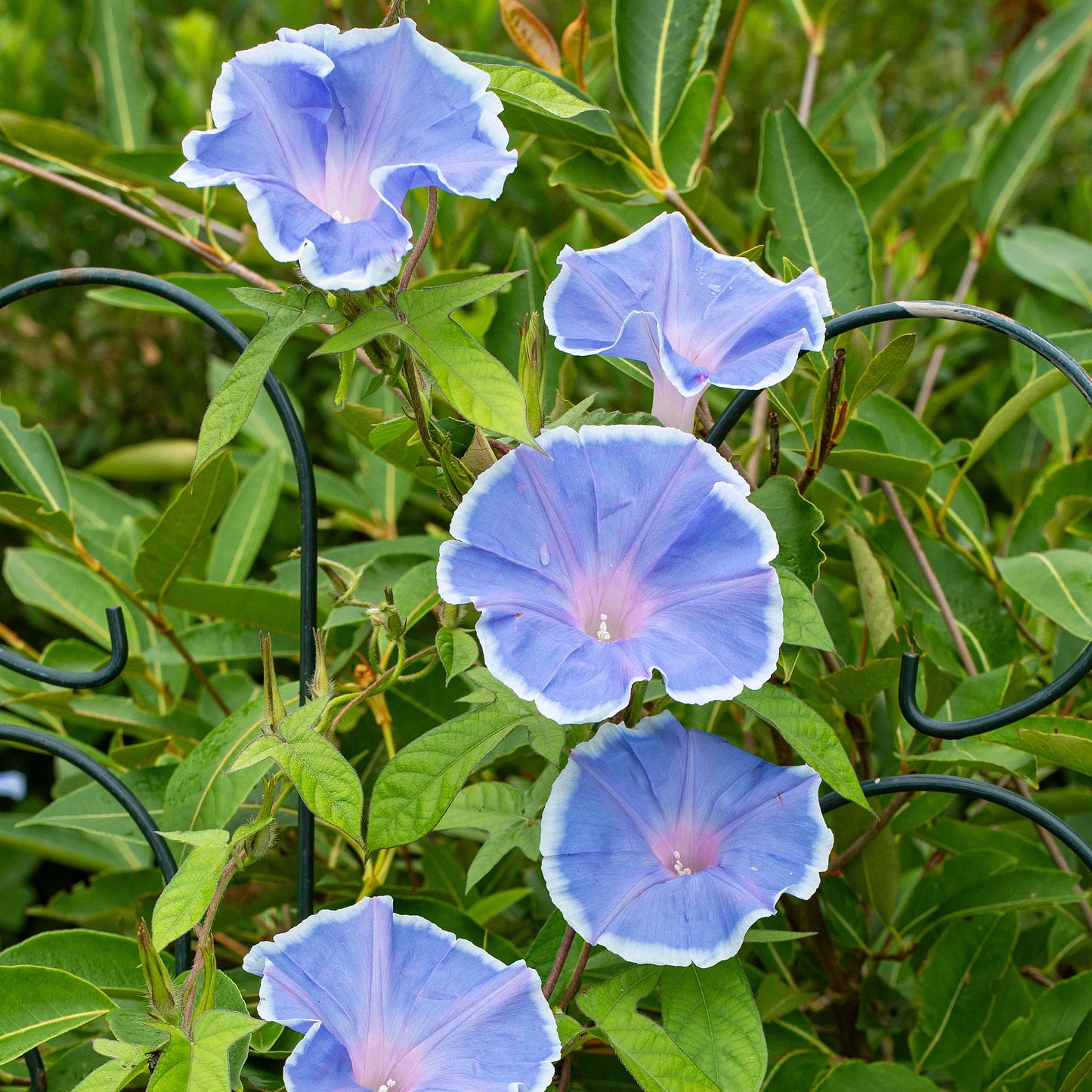 Ipomoea nil Morning Call blue with white edge extra Flowering 0.5g Approx 10-Seeds