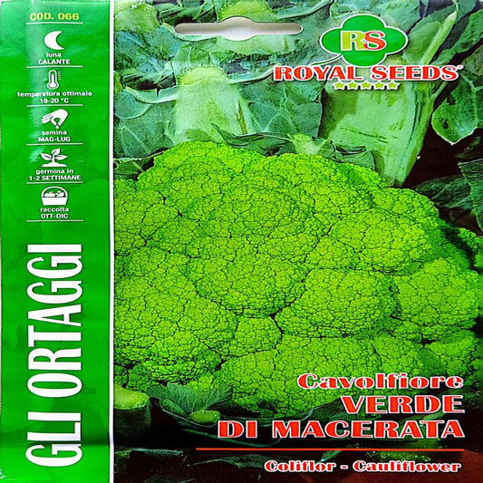 Green Cauliflower Seeds 3g – Buy Vegetable Seeds Online in Pakistan