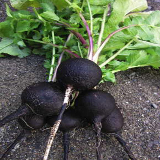 Radish Nero Tondo Inverno Approx.3g Seeds