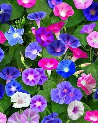 Ipomoea tricolor Morning glory Imperial formula mixture 1G Approx 30-Seeds