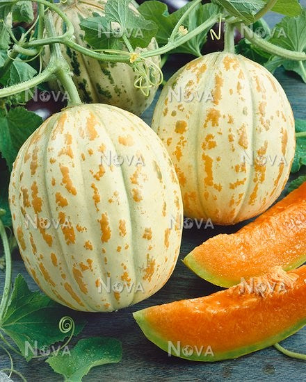 Melon Extra Sweet 1-Gram