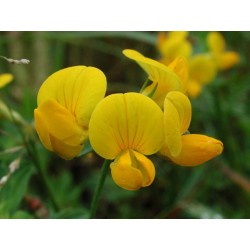 Bird’s-Foot Trefoil Seeds(Lotus Corniculatus) Summer