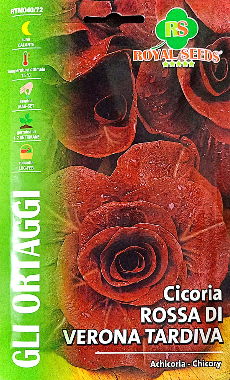Royal Chicory Rossa Di Verona Tardiva 40/72