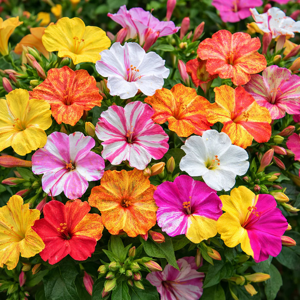 4 O' Clock Bicolour (Mirabilis Jalapa) Seeds - {SUMMER} گلِ عباسی