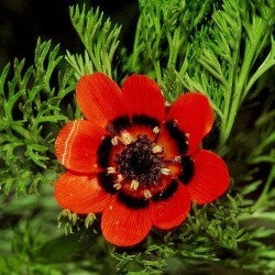 Adonis aestivalis Pheasant's Eye