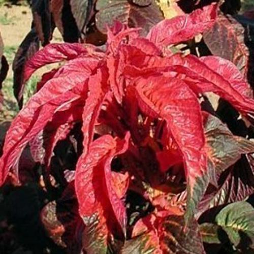 Amaranthus bicolor Molten Fire 1gm Approx. Seeds 1500 Summer