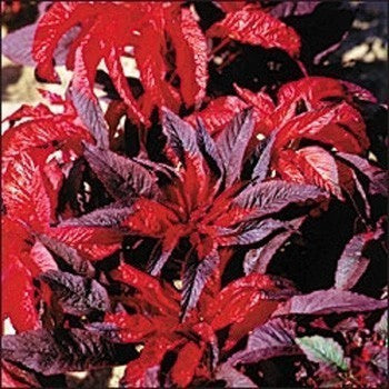 Amaranthus bicolor Molten Fire 1gm Approx. Seeds 1500 Summer