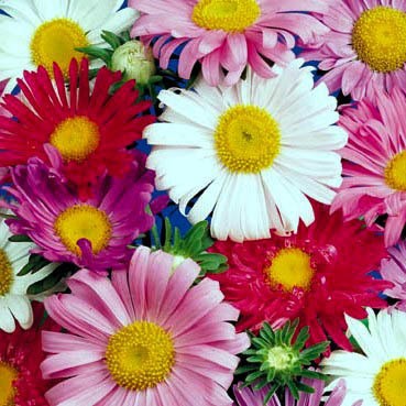 Aster chinensis Single Rainbow Mixed 1gm Approx. seeds 420 Winter