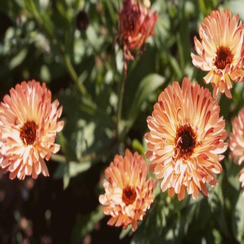 Calendula Officinalis Sunset Buff 1gm  Approx. Seeds 150 Winter
