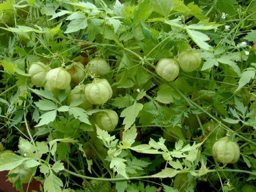 Cardiospermum (Love-in-a-puff/Balloon vine) 0.5g Approx. 8seeds SUMMER
