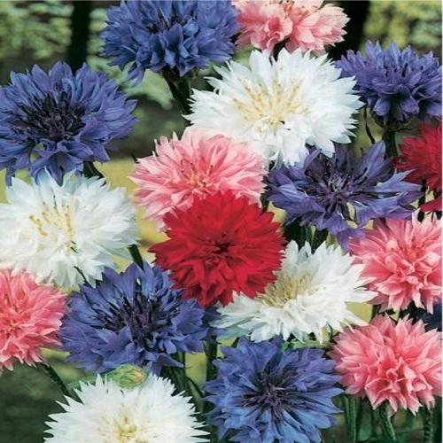 Bachelor's Button Double Tall Seeds - Mix (Cornflower) {WINTER} Polka Dot 220SEEDS